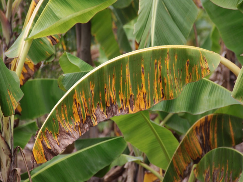 Phòng trị bệnh đốm lá chuối Sigatoka