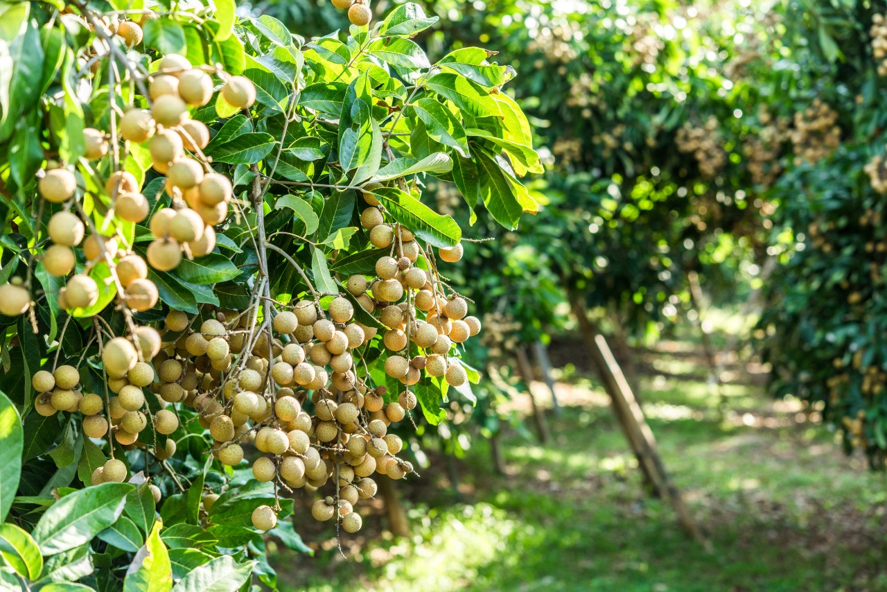 Hướng dẫn kỹ thuật chọn giống cho cây nhãn