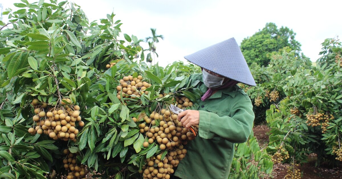 Hướng dẫn kỹ thuật thu hoạch quả nhãn