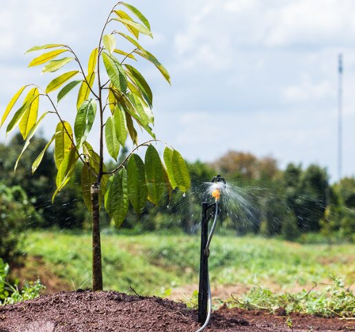 Kỹ thuật chăm sóc và bón phân cho cây chôm chôm dưới 1 năm tuổi