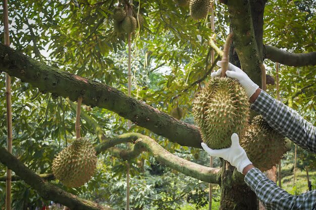 Hướng dẫn thu hoạch sầu riêng đúng kỹ thuật