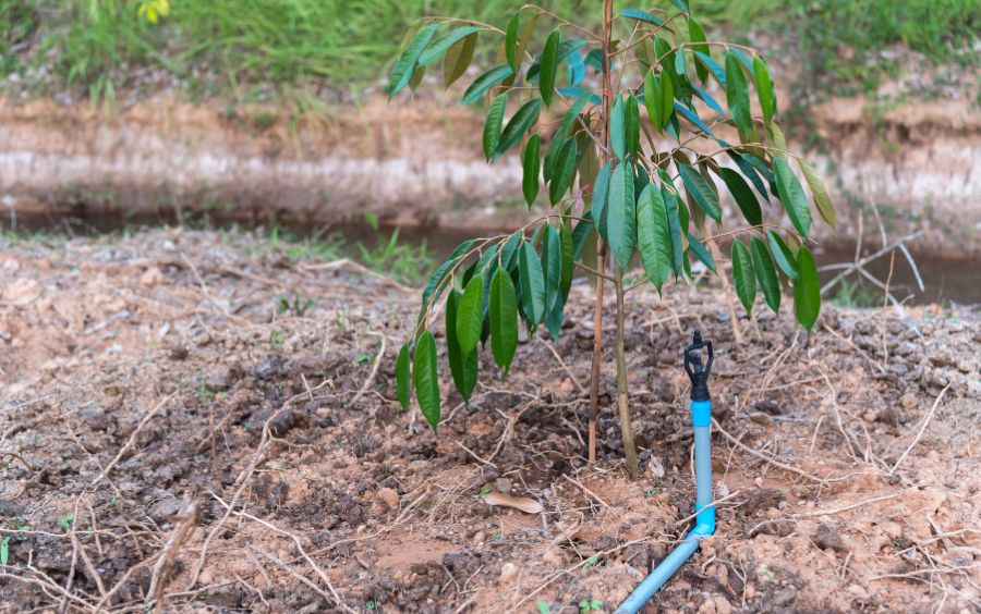 Hướng dẫn trồng cây sầu riêng đúng kỹ thuật