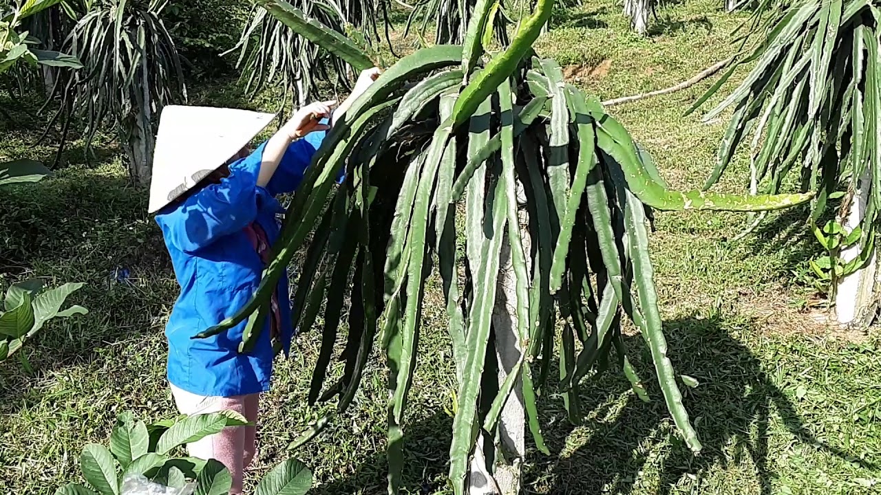 Kỹ thuật chăm sóc thanh long sau thu hoạch