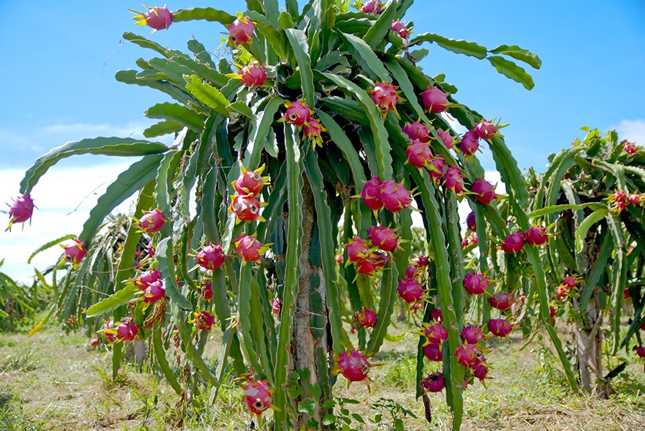 Đặc điểm về cây thanh long