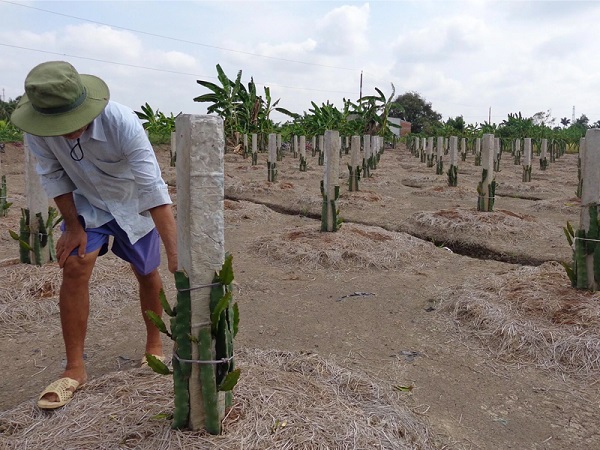 Kỹ thuật chăm sóc thanh long thời kỳ cây non