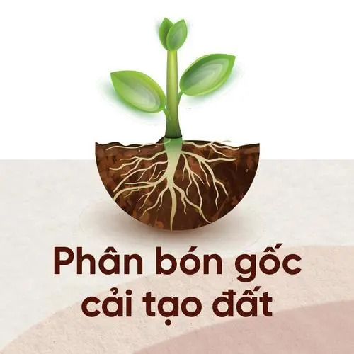 Cải tạo đất - phục hồi đất sinh học